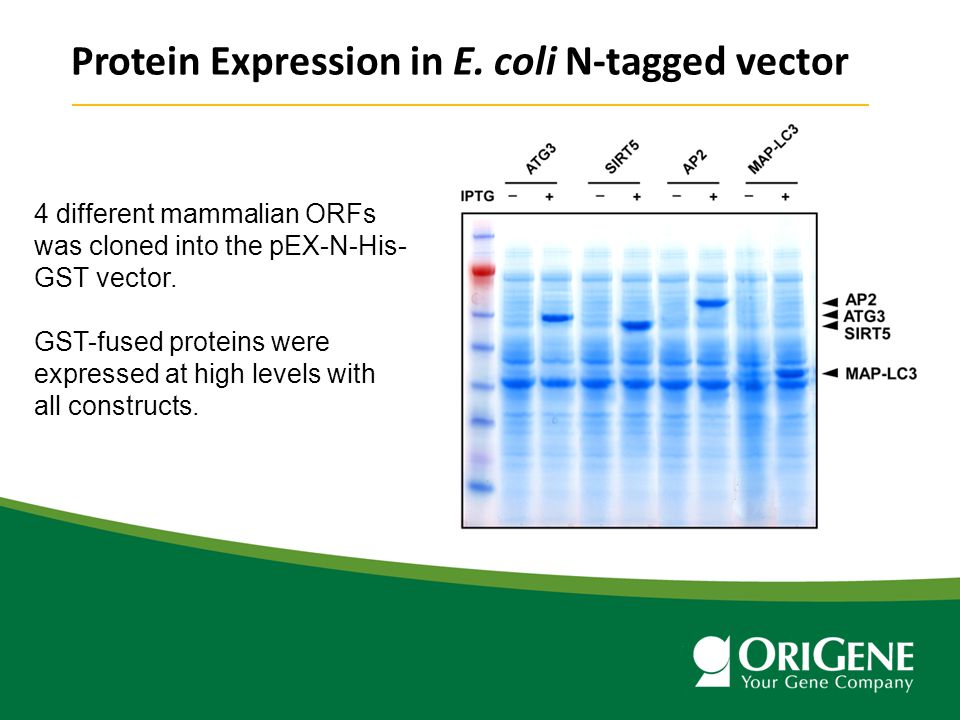 Protein Expression In E Coli Using Pex Expression Vectors 960x720 Protein Expression In E Coli Using Pex Expression Vectors