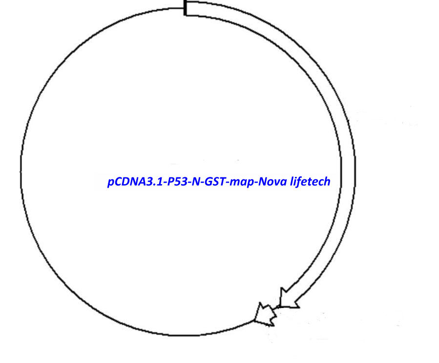 N Gst N N Gst 899x745 N Gst N N Gst