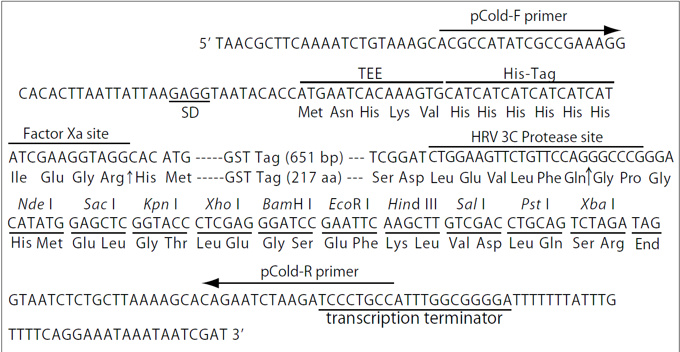 Pcold Gst Plasmid,pcold Gst,pcold Gst Plasmid,pcold Gst Sequence 1396x723 Pcold Gst Plasmid,pcold Gst,pcold Gst Plasmid,pcold Gst Sequence