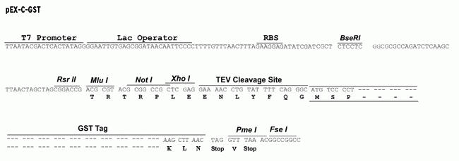 Pex C Gst Tagged Cloning Vector Origene 650x229 Pex C Gst Tagged Cloning Vector Origene