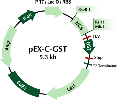 Pex C Gst Tagged Cloning Vector Origene 450x380 Pex C Gst Tagged Cloning Vector Origene