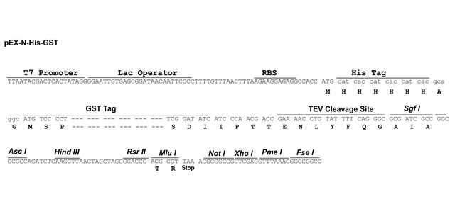 Pex N His Gst Tagged Cloning Vector Origene 640x295 Pex N His Gst Tagged Cloning Vector Origene