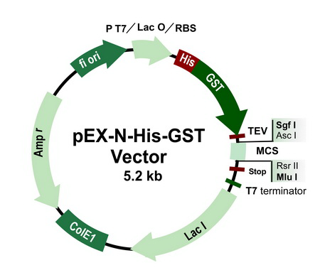 Pex N His Gst Tagged Cloning Vector Origene 450x387 Pex N His Gst Tagged Cloning Vector Origene
