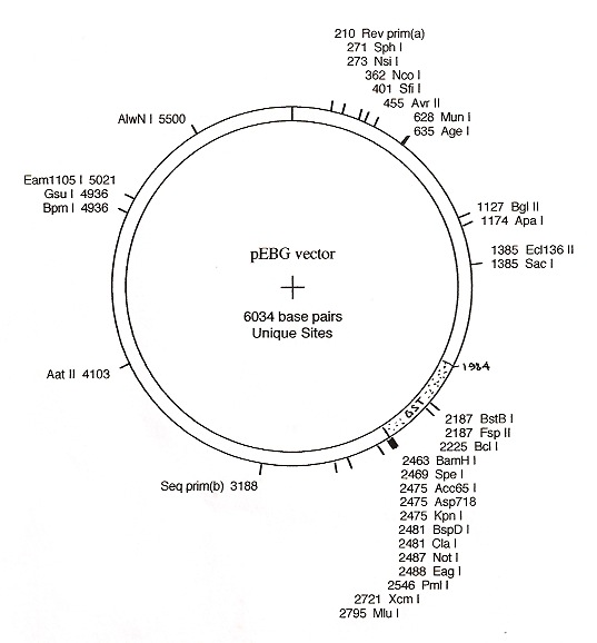 Addgene Pebg 537x578 Addgene Pebg