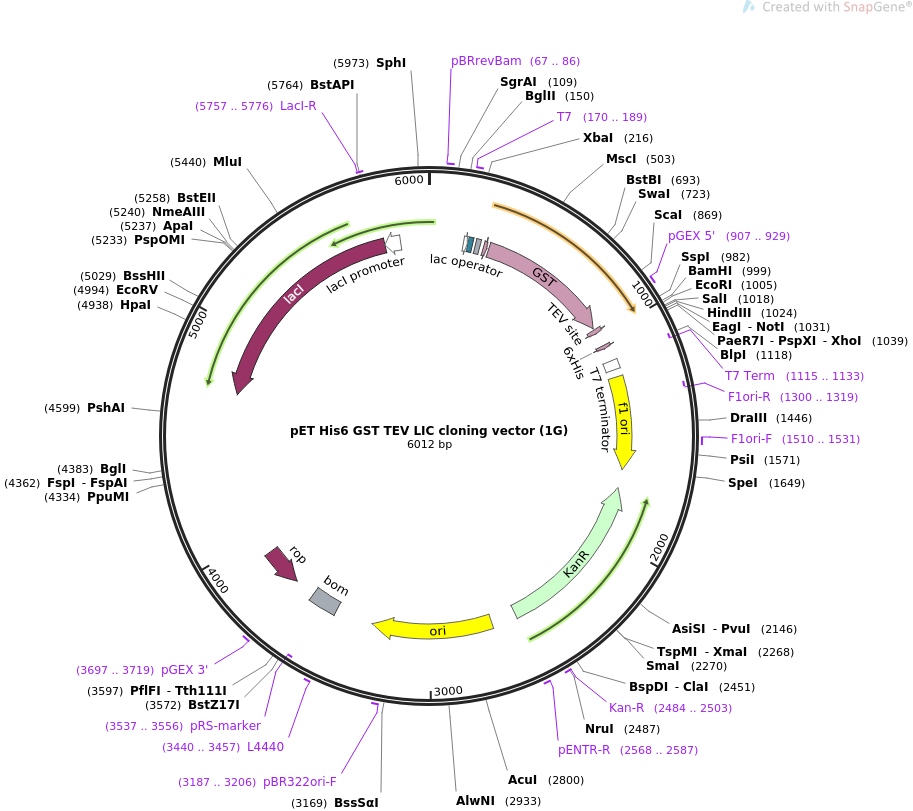 Addgene Pet Gst Tev Lic Cloning Vector 913x811 Addgene Pet Gst Tev Lic Cloning Vector
