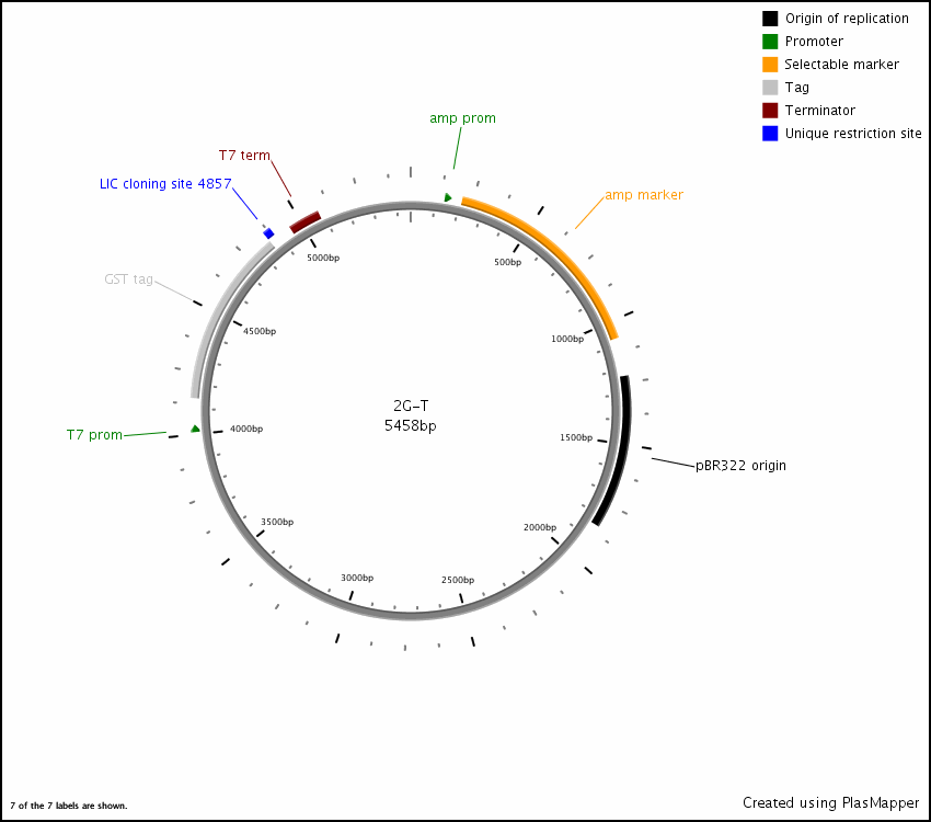Addgene Pet Gst Tev Lic Cloning Vector 850x750 Addgene Pet Gst Tev Lic Cloning Vector