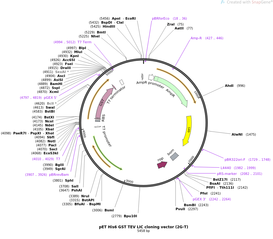 Addgene Pet Gst Tev Lic Cloning Vector 891x779 Addgene Pet Gst Tev Lic Cloning Vector