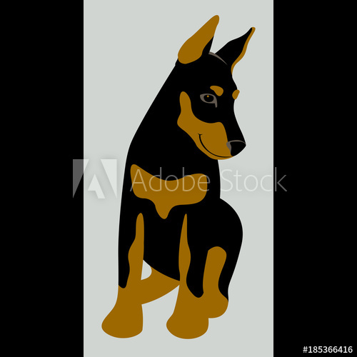 500x500 Doberman Dog Vector Illustration Flat Style Front