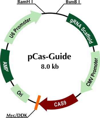350x412 Pcas Guide Crispr Vector Origene