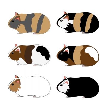 360x360 Guinea Pig Png, Vector, And Clipart With Transparent