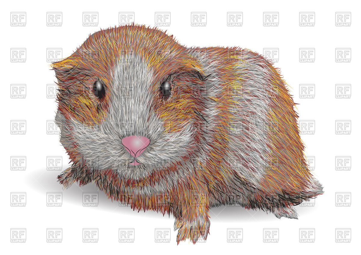 1200x849 Guinea Pig Vector Image Of Plants And Animals Arkela