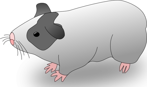 600x358 Vector Guinea Pig Silhouette Free Vector Download