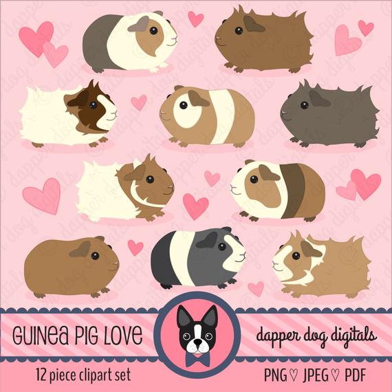 570x570 Guinea Pig Clipart Set Commercial Use Vector Images Etsy