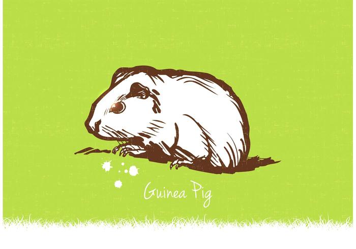 700x490 Guinea Pig Free Vector Art