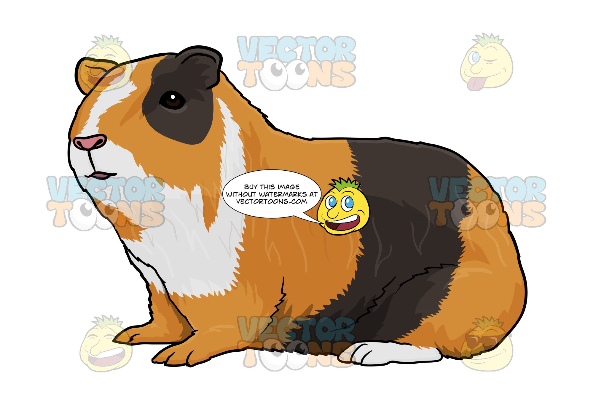 2000x1367 Mixed Brown Guinea Pig Clipart Cartoons