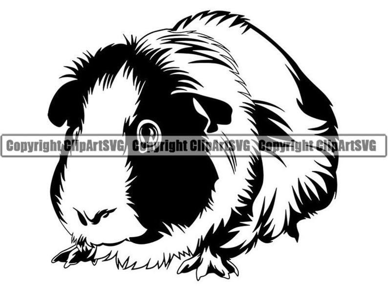 794x597 Guinea Pig Pet Rodent Design Cute Fluffy Cage Domestic Etsy