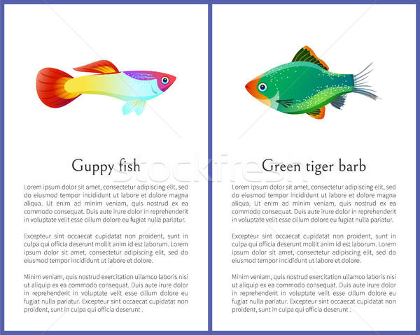 600x479 Green Tiger Barb And Guppy Fish Vector Posters Vector Illustration