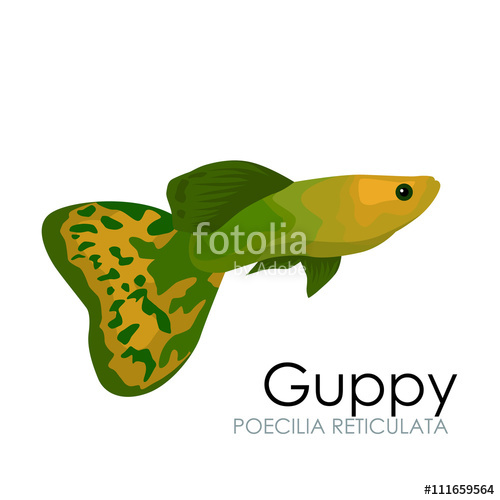500x500 Aquarium Fish Guppy Vector Illustration Isolated On White