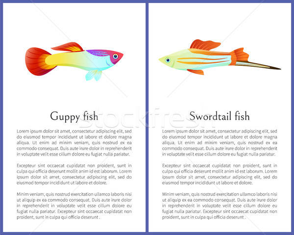 600x479 Guppy Stock Photos, Stock Images And Vectors Stockfresh