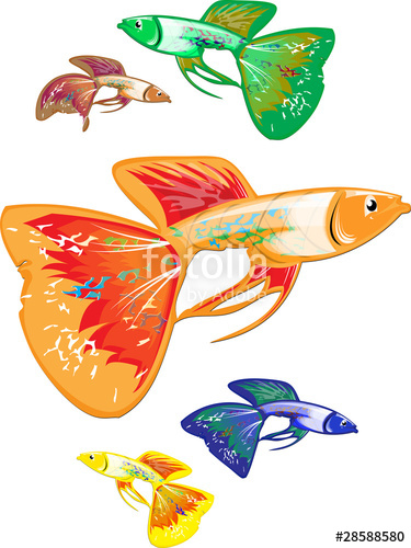 Guppy Vector at Vectorified.com | Collection of Guppy Vector free for