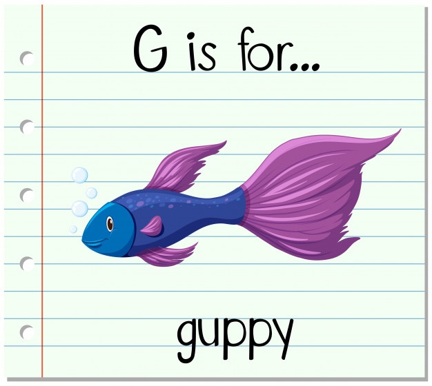 626x560 Guppy Vectors, Photos And Free Download