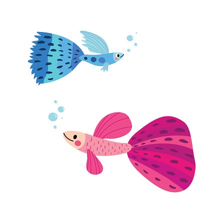 416x416 Blue And Pink Guppy Fish Animal Cartoon Character Vector Premium