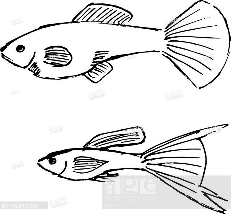 756x700 Vector Illustrations Of Sketch Image Of Female And Male Guppy Fish