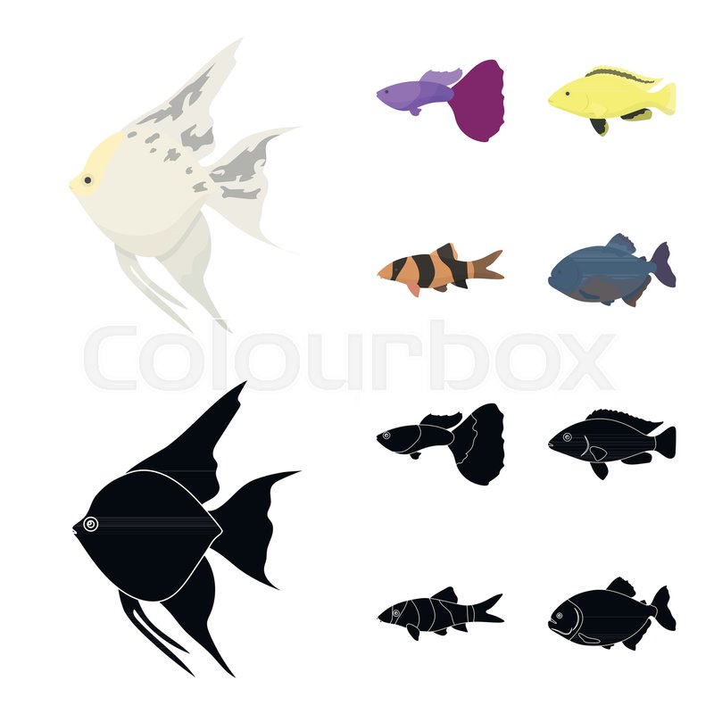 800x800 Botia, Clown, Piranha, Cichlid, Stock Vector Colourbox