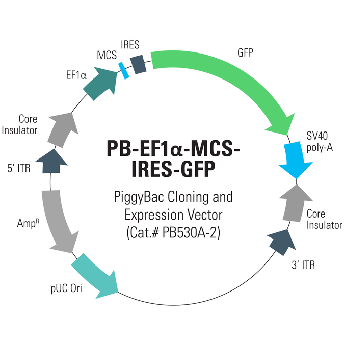 675x675 Piggybac Transposon System Biosciences