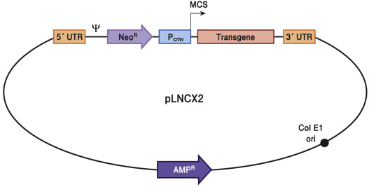 527x267 Virus Vector