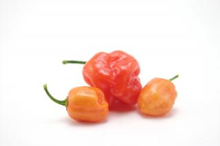 320x213 Habanero Vectors, Photos And Free Download