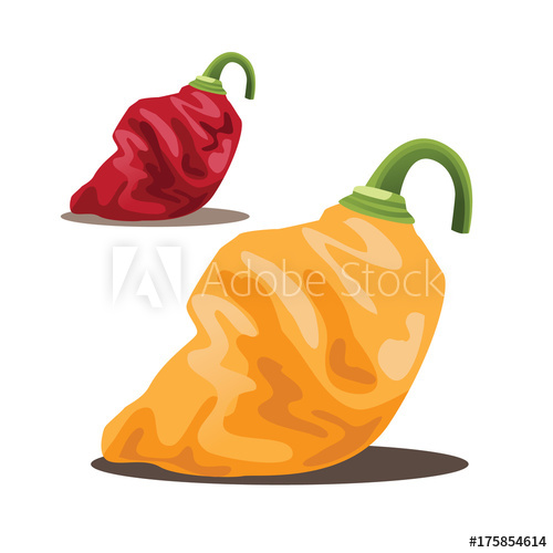 500x500 Habanero Peppers In Red And Yellow Vector Illustration