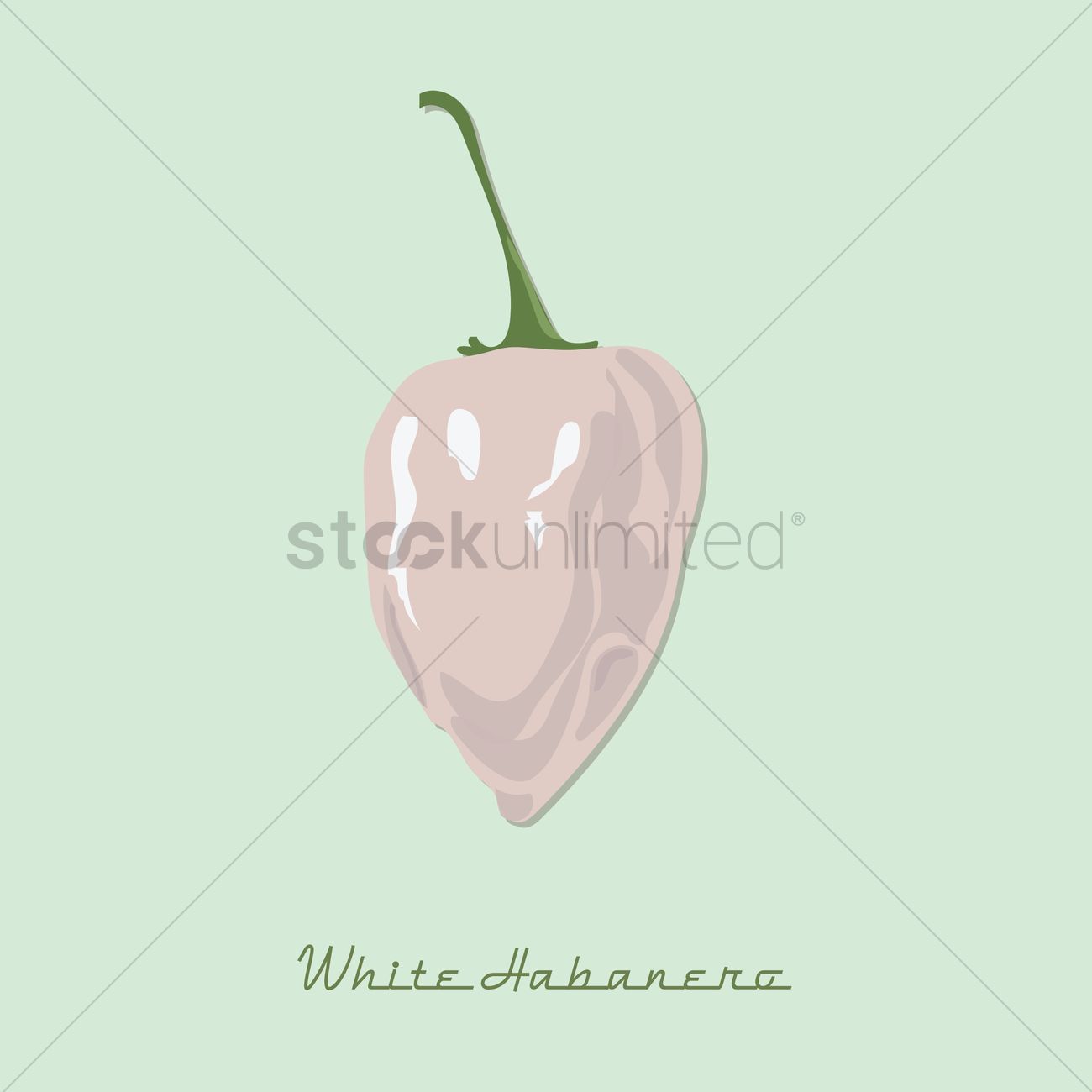 1300x1300 White Habanero Pepper Vector Image