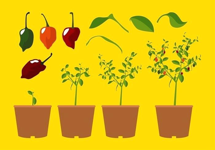 700x490 Habanero Plant