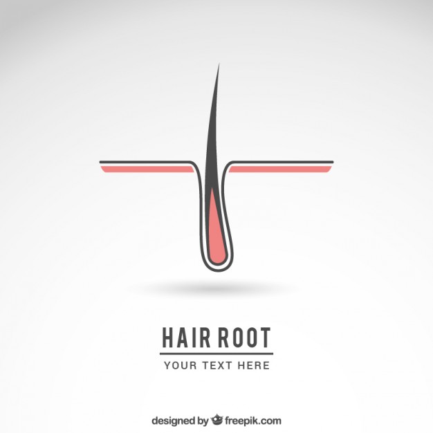 Hair Root Logo Vector Free Download 626x626 Hair Root Logo Vector Free Download