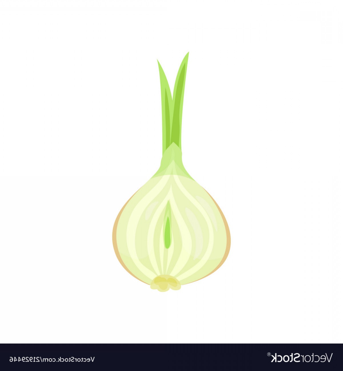 Half Of White Onion Bulb With Green Sprout Fresh Vector Soidergi 1200x1296 Half Of White Onion Bulb With Green Sprout Fresh Vector Soidergi