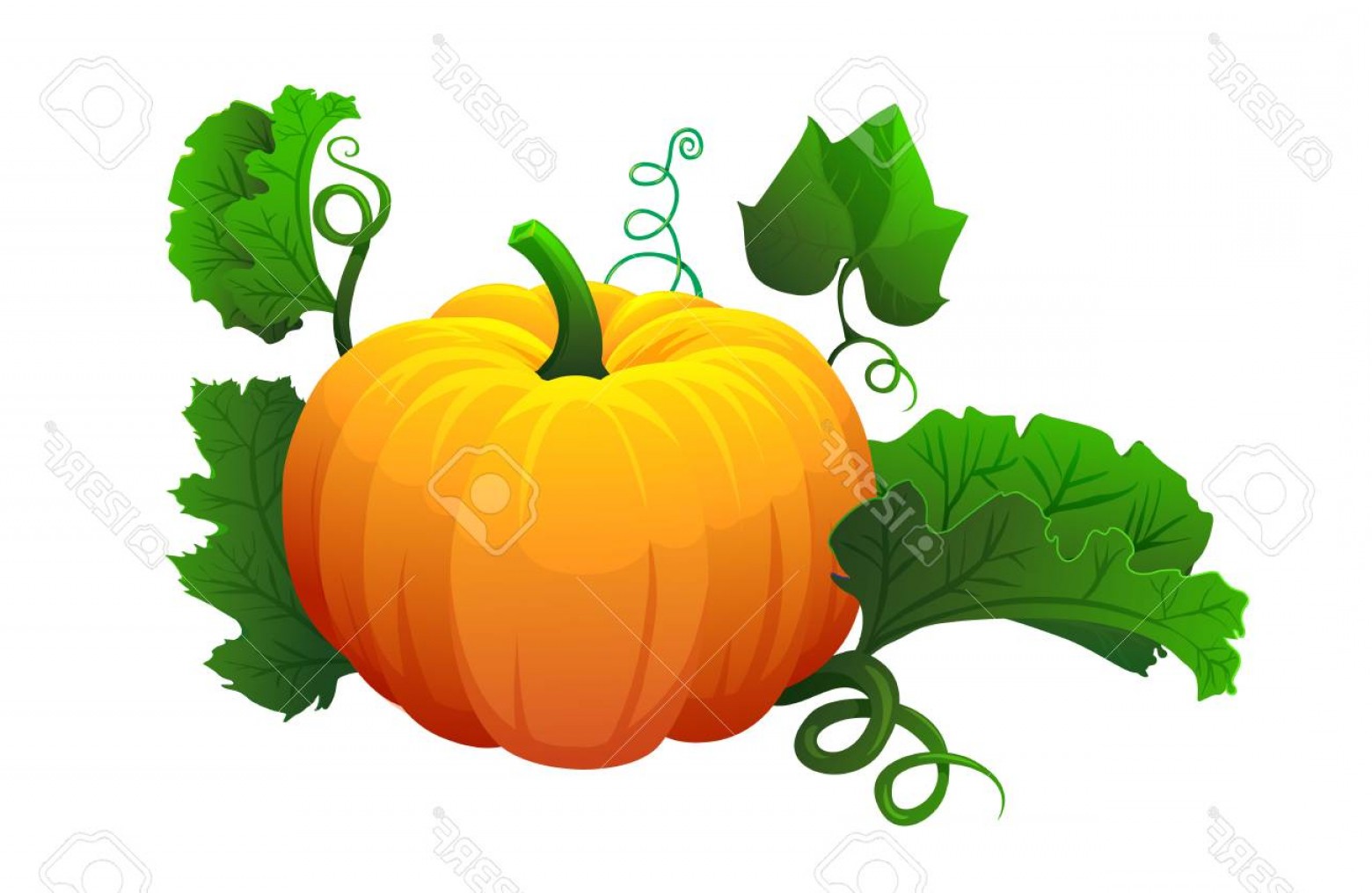 1560x1016 Photostock Vector Orange Pumpkin Vector Illustration Autumn