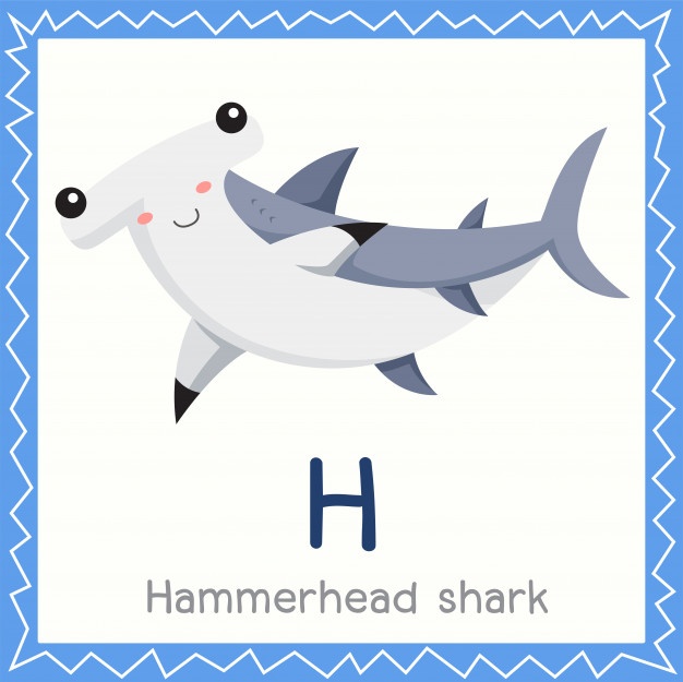 626x625 Hammerhead Shark Vectors, Photos And Free Download