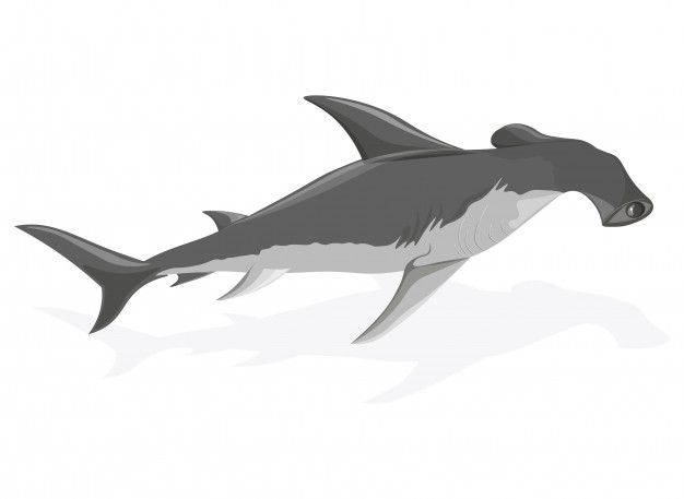 626x457 Hammerhead Shark Vector Premium Download
