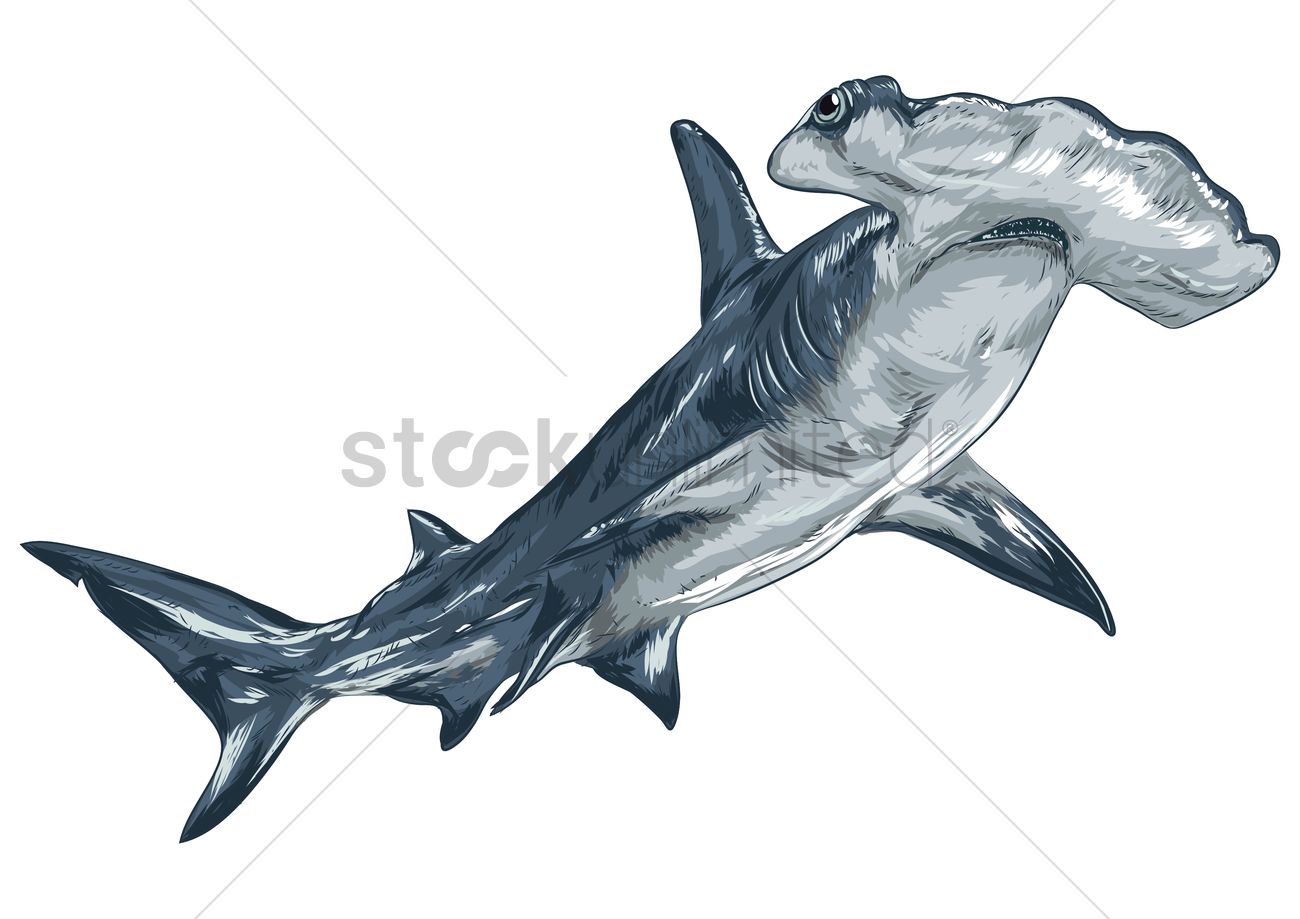 1300x919 Hammerhead Shark Vector Image