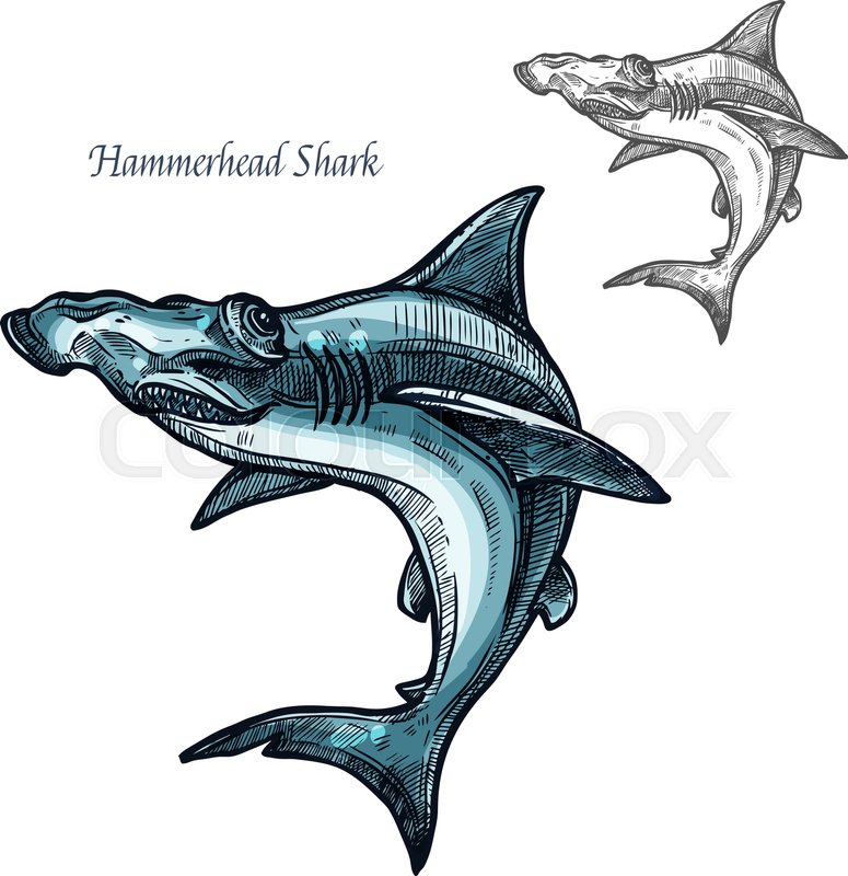 775x800 Hammerhead Shark Sketch Vector Fish Stock Vector Colourbox