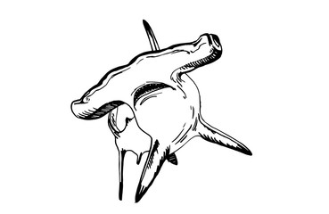 369x240 Hammerhead Shark Vector Photos, Royalty Free Images, Graphics