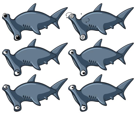 580x490 Hammerhead Shark With Different Emotions