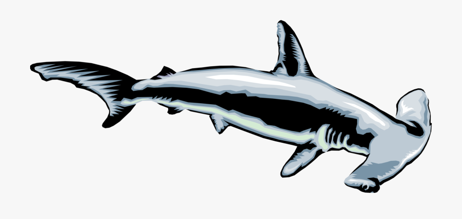 920x437 Vector Shark Mako