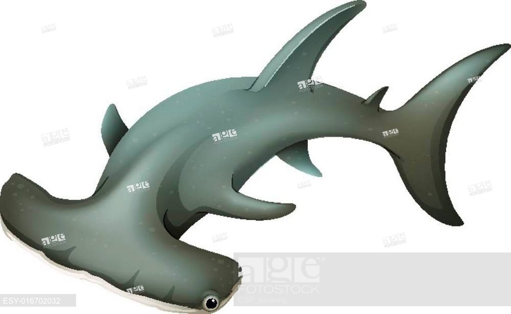 1048x643 Hammerhead Shark, Stock Vector, Vector And Low Budget Royalty Free