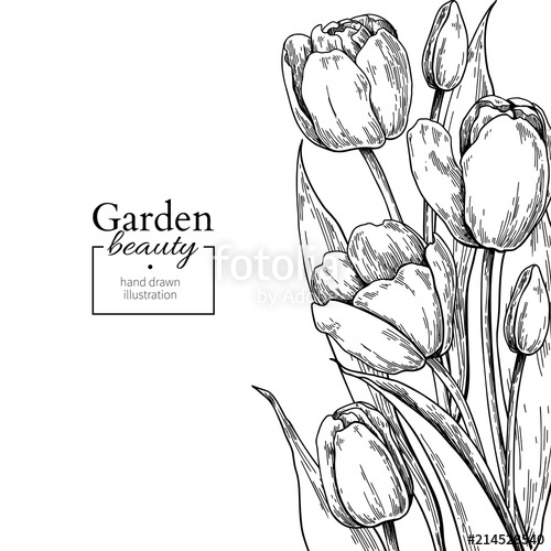 500x500 Tulip Flower And Leaves Drawing Border Vector Hand Drawn Engraved