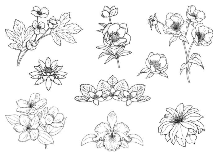 700x490 Hand Drawn Flower Vector Pack