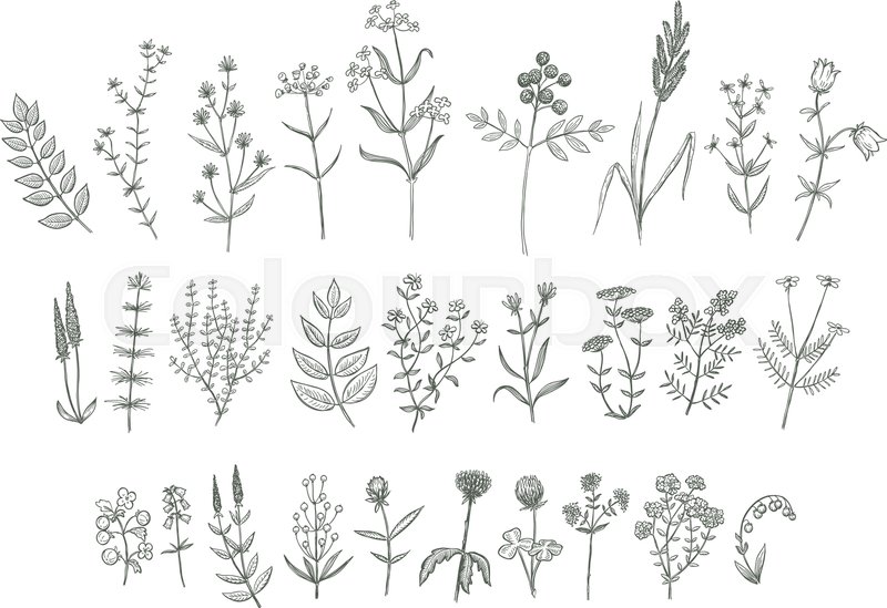 800x549 Set Of Sketchy Hand Drawn Flowers Stock Vector Colourbox