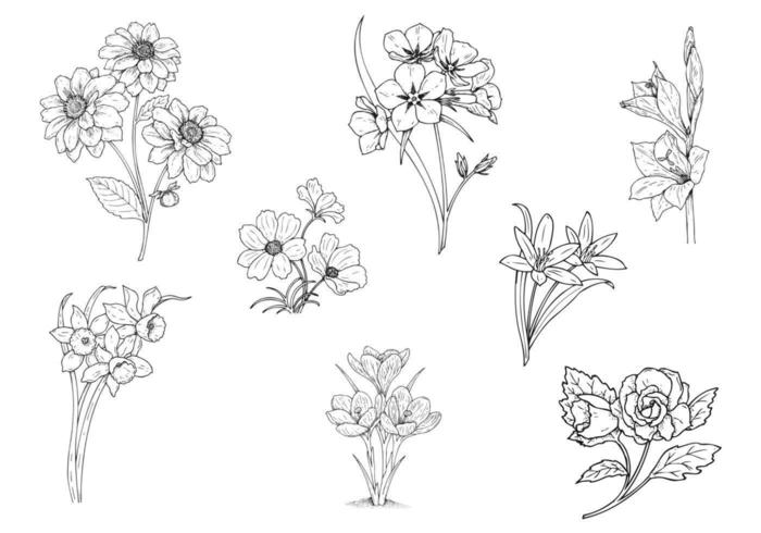 Hand Drawn Flower Vector Pack Two 700x490 Hand Drawn Flower Vector Pack Two