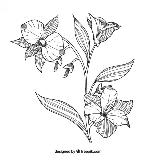 Hand Drawn Flowers Free Vector 600x600 Hand Drawn Flowers Free Vector